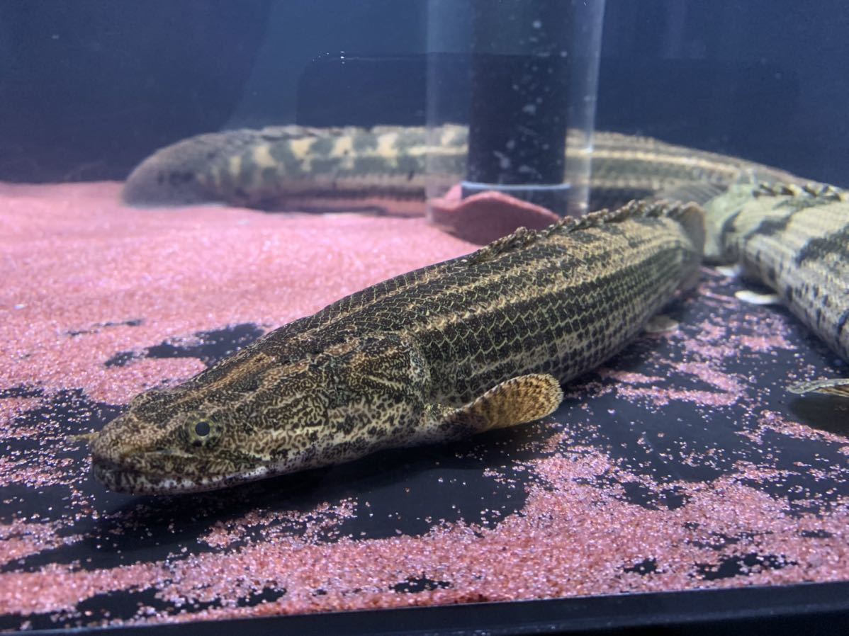 大得価 引き取り限定 ワイルド ポリプテルスspコリバ 飼い込個体(エンドリケリー)｜売買されたオークション情報、yahooの商品情報をアーカイブ公開 - オークファン エンドリケリー