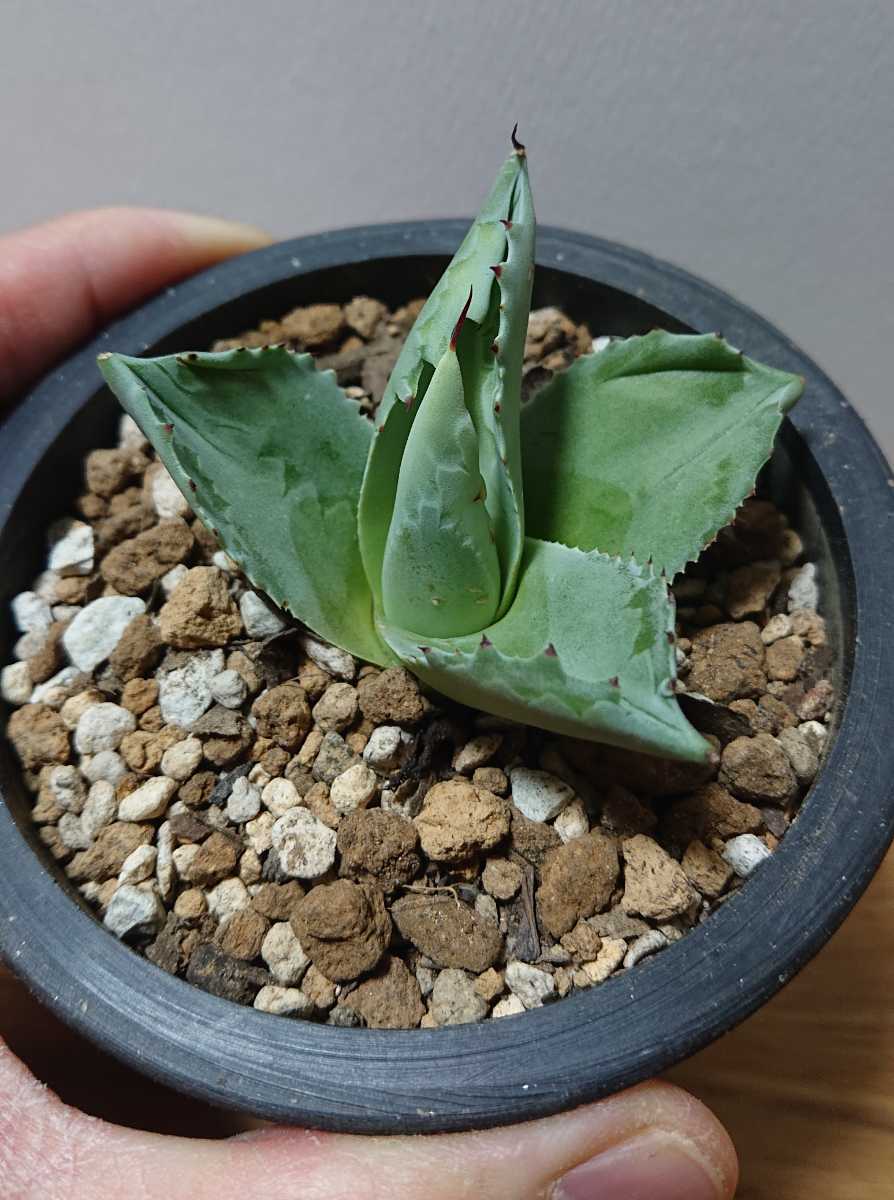 アガベ オバティフォリア ドワーフ ovatifolia 0 Agave dwarf | 大株