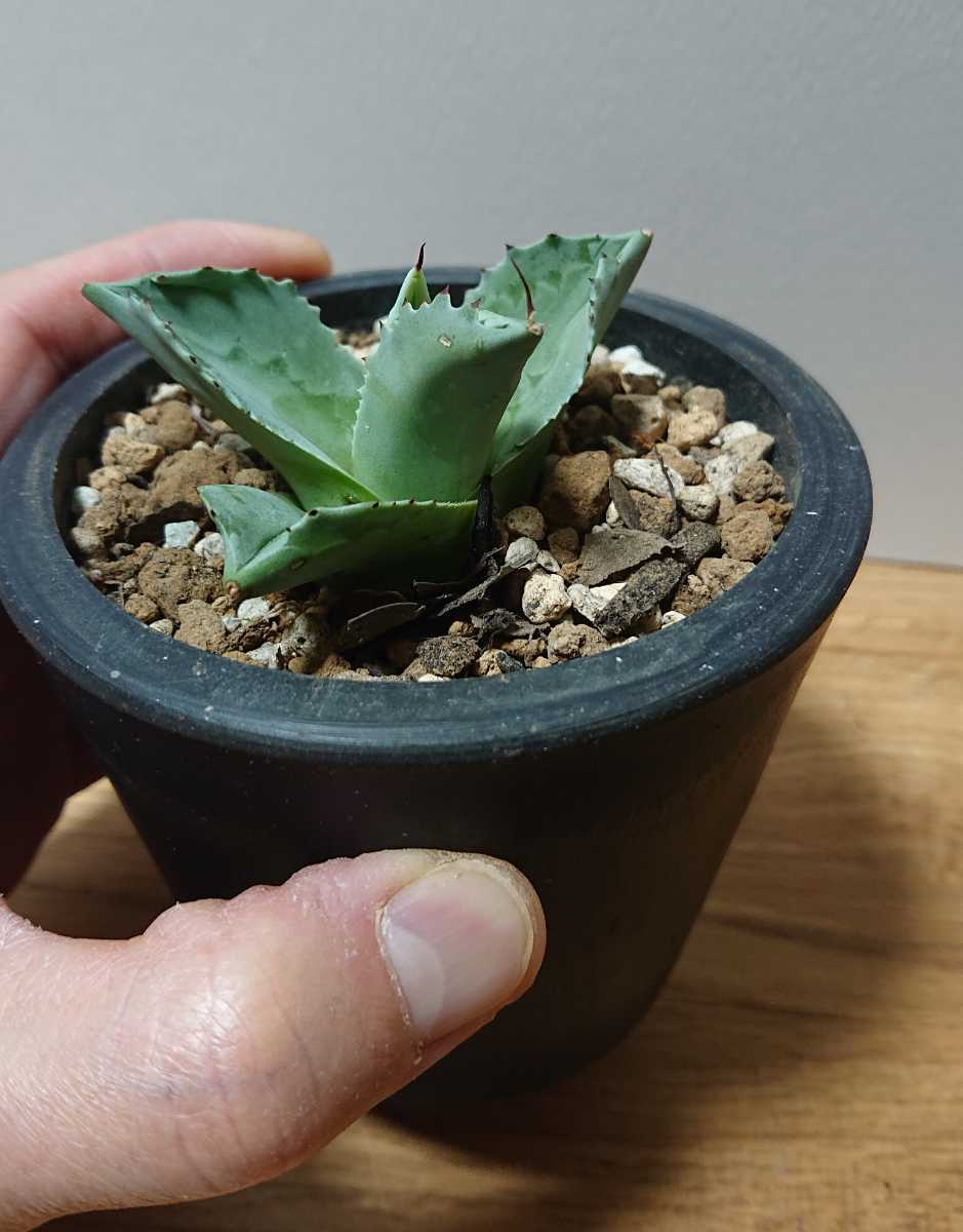 アガベ オバティフォリア ドワーフ ovatifolia 0 Agave dwarf | 大株