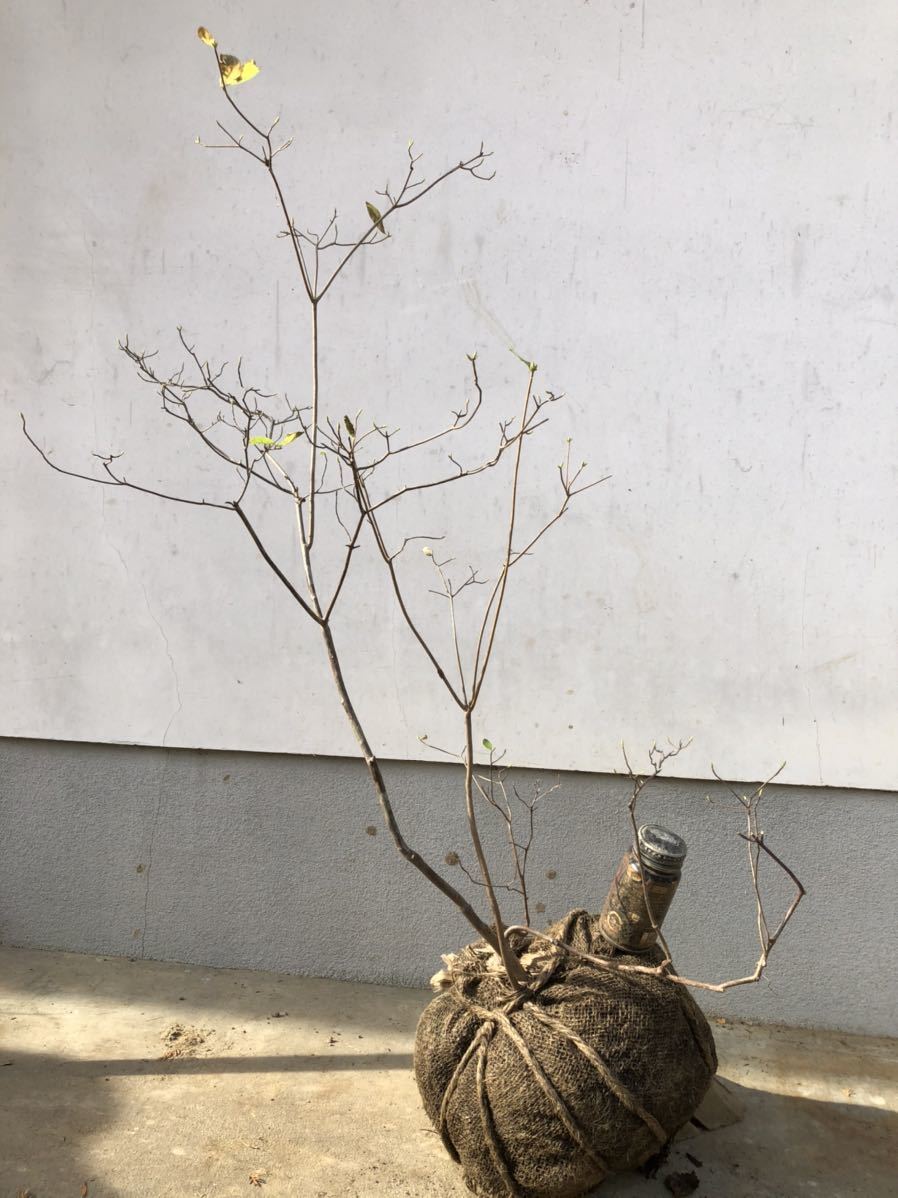ウスギヨウラク 山取 公式通販 山採り 特大(植木、庭木)｜売買され