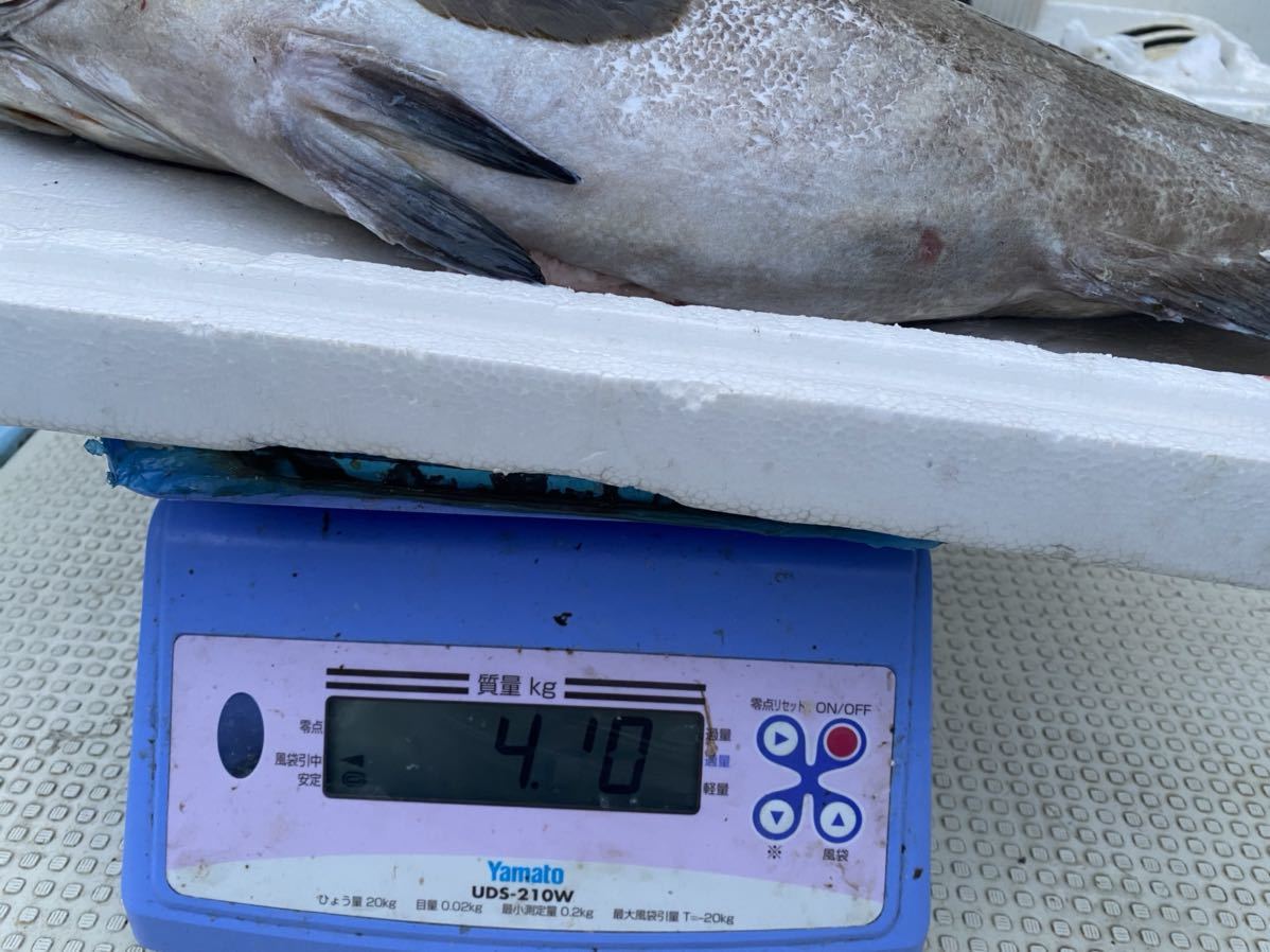 価格交渉あり！☆天然本クエ（アラ）　5.1kg前後　即決ご落札5枚おろし可　高級食材　玄界灘漁師　栄光まる直送 アラ クエ 価格交渉あり！☆天然本クエ（アラ） 海鮮 高級魚 特価業務用養殖本鮪（マルタ産）腹下&frasl;中トロ端
