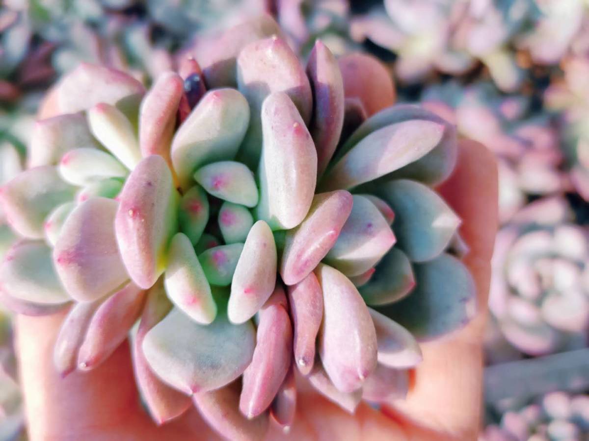 韓国多肉植物 韓国苗 エケベリア Echeveria 427 Ariel 30個(韓国発送)