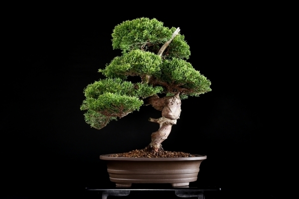 即納品 [雨竹亭] 【樹齢約40年 糸魚川真柏】中品盆栽 松柏 極性 葉性