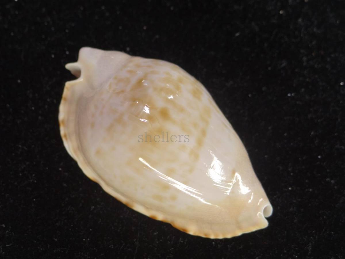 l521155705.1