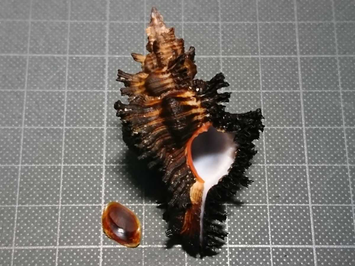 貝 貝殻 標本 ガンゼキボラ 科学 自然 売買されたオークション情報 Yahooの商品情報をアーカイブ公開 オークファン Aucfan Com