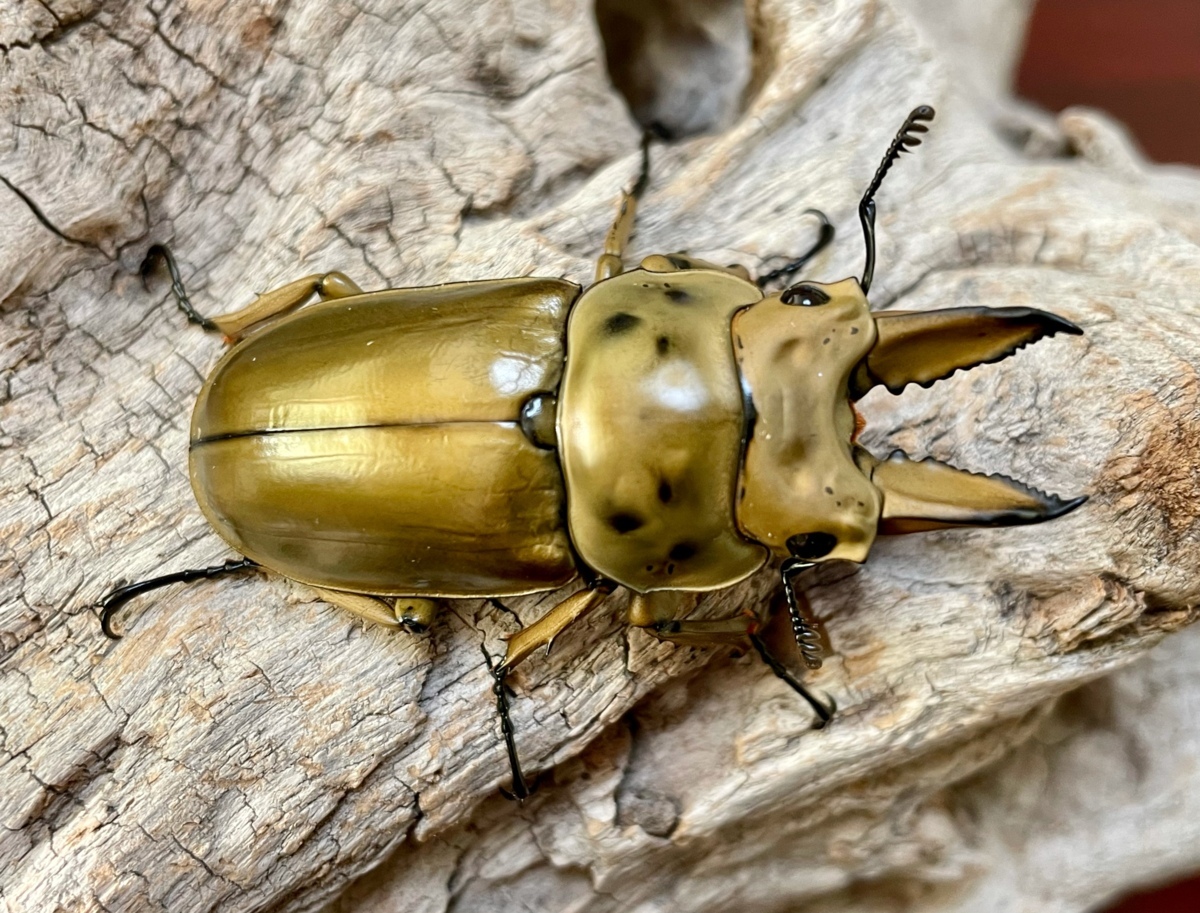 ババオウゴンオニクワガタ【成虫ペア（♂53.0B×♀44.1）】【後食2ヶ月 