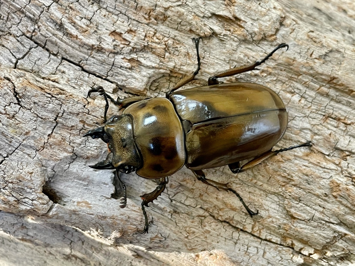 ババオウゴンオニクワガタ【成虫ペア（♂53.0B×♀44.1）】【後食2ヶ月 