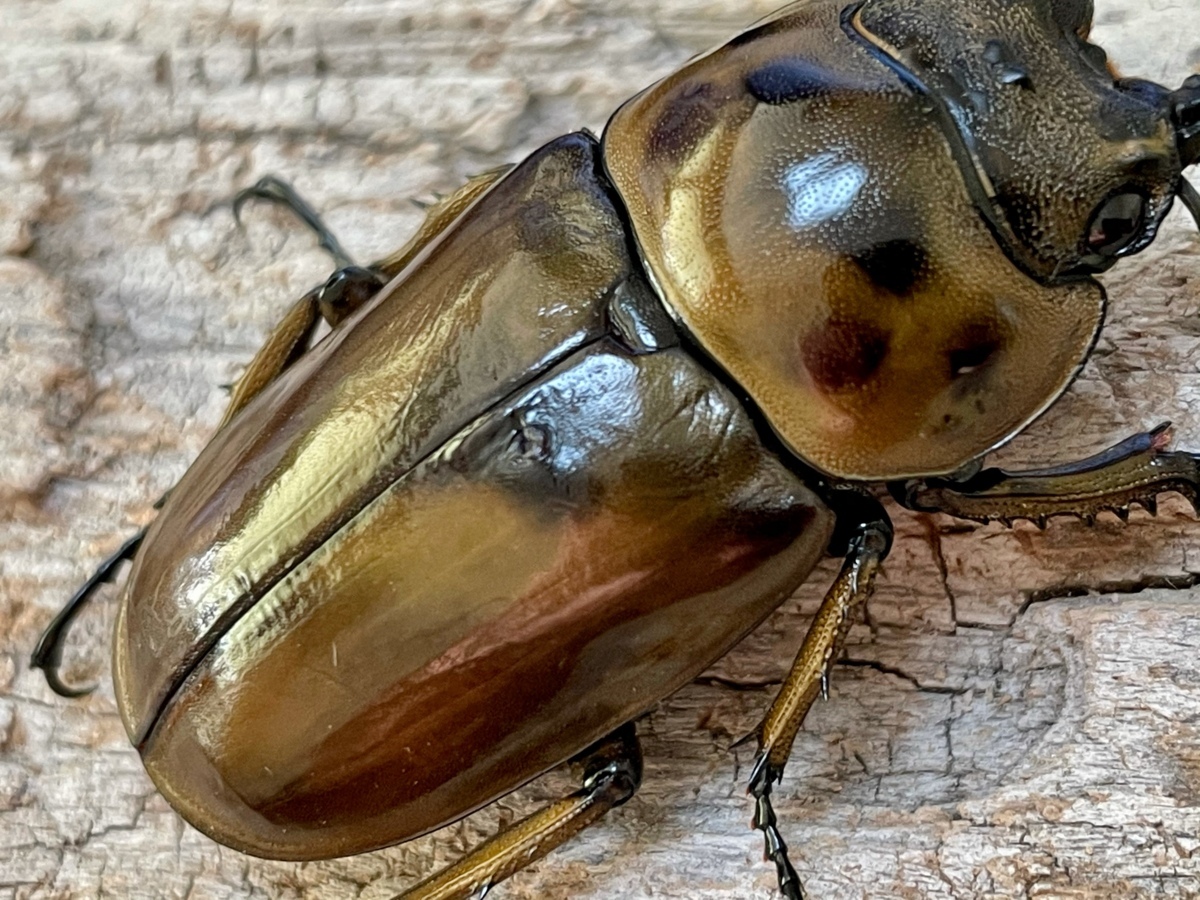 ババオウゴンオニクワガタ【成虫ペア（♂53.0B×♀44.1）】【後食2ヶ月 