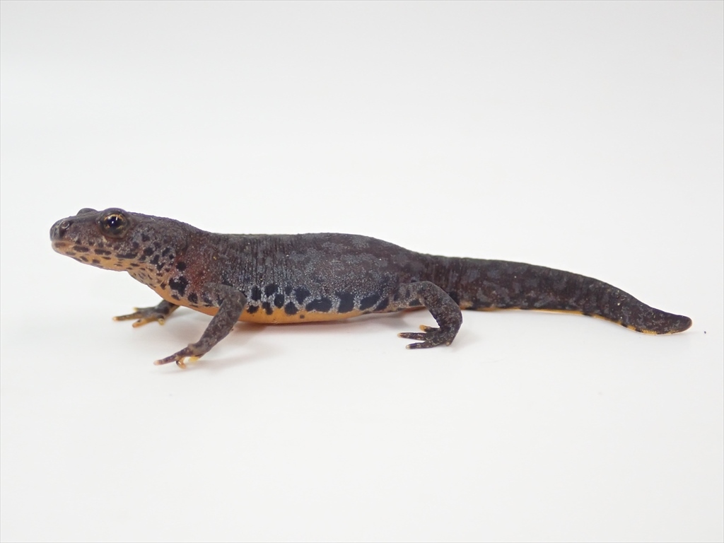 /Vl** イタリア産 アルプスイモリ(I.a.inexpectata) 全長55mm