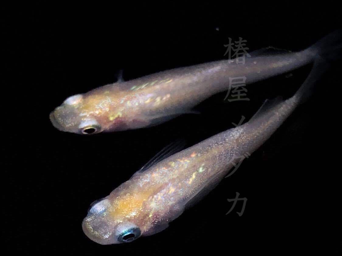 [椿屋メダカ]ハウスネーム　夜叉改◯幻の夜叉から作ったブドウ目の夜叉改◯メダカ30年の椿屋メダカ◯稚魚10匹＋α5匹の補償分