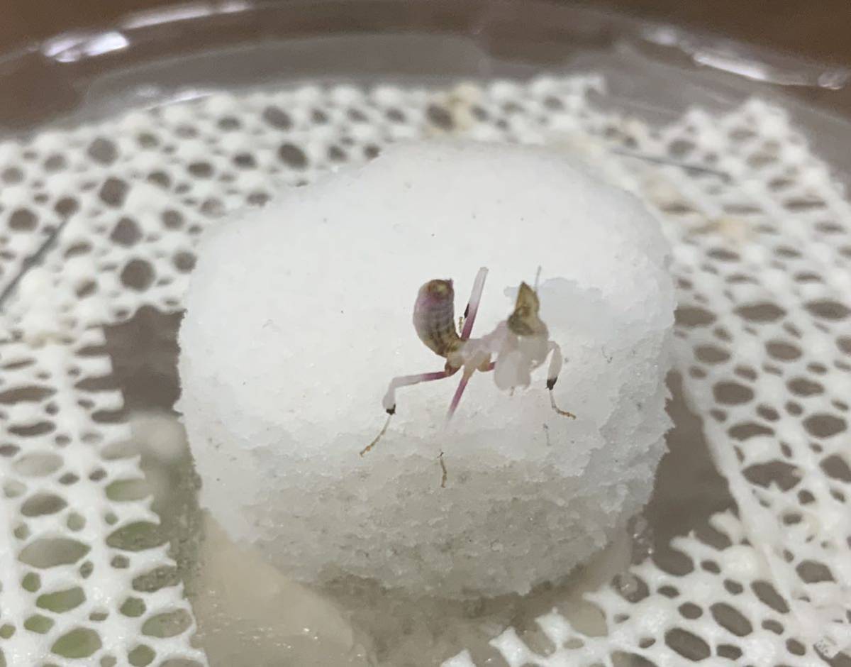 ハナカマキリ2令3匹セット カマキリ ペット 鑑賞 虫類 売買されたオークション情報 Yahooの商品情報をアーカイブ公開 オークファン Aucfan Com