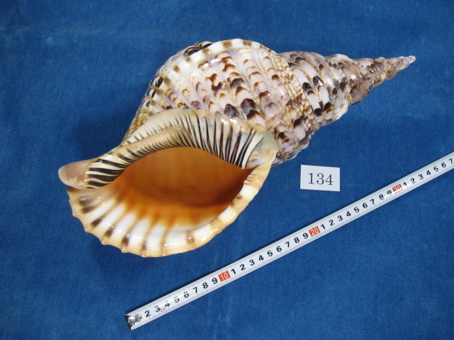 ◇法螺貝・ほらがい・ホラガイ◇34.2cm◇No.134 法螺貝 【公式通販】