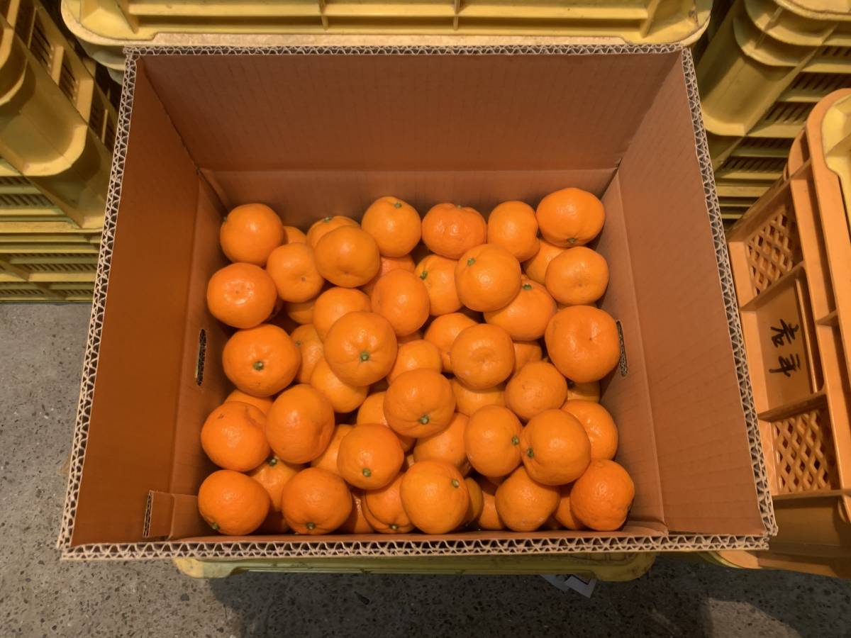 赤秀 １0ｋｇ 送料無料 下津 まごころ産直みかん サイズおまかせ2S～2L 【送料無料】 和歌山「しもつみかん」　赤秀　SS～2L混合　１0ｋｇ 【生産者直送】　有田みかんで有名な「しもつブランド」みかんです