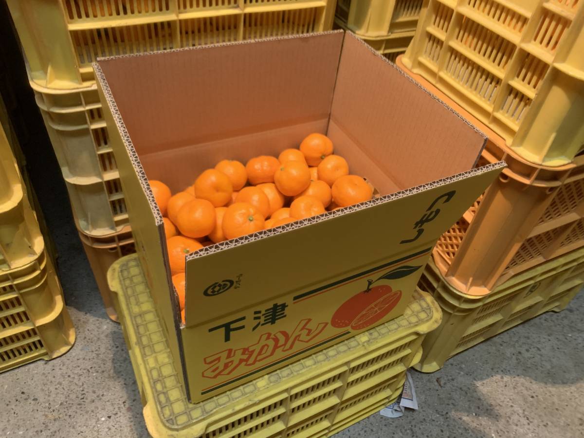 赤秀 １0ｋｇ 送料無料 下津 まごころ産直みかん サイズおまかせ2S～2L 【送料無料】 和歌山「しもつみかん」　赤秀　SS～2L混合　１0ｋｇ 【生産者直送】　有田みかんで有名な「しもつブランド」みかんです