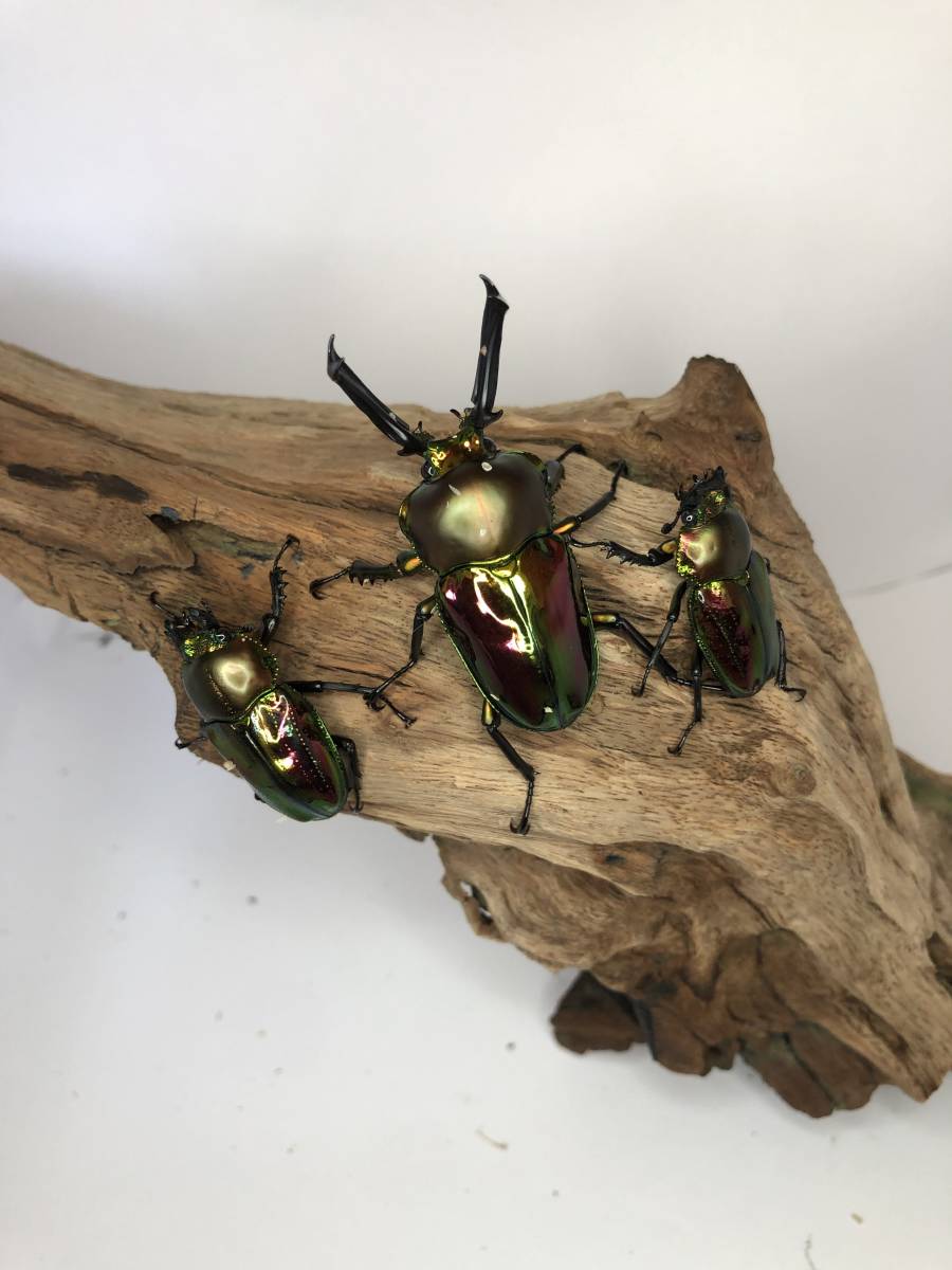 ニジイロクワガタ　50ｍｍ♂×2♀フリー_1
