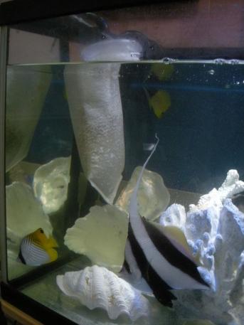 殺菌灯 不要 海水魚 サンゴケース対応 白点病 白点除去対策 白点キャッチャー Lタイプ 海水魚 サンゴ 対応 7 フィルター 売買されたオークション情報 Yahooの商品情報をアーカイブ公開 オークファン Aucfan Com