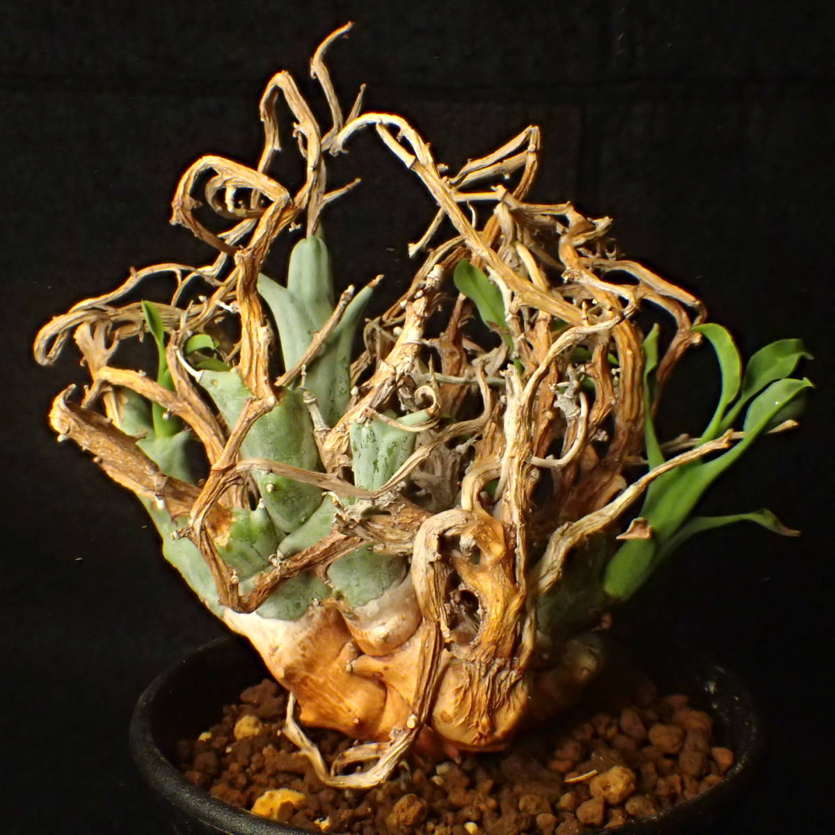 稀少種 山木 南アフリカ産 Euphorbia lignosa/spinea リグノーサ/スピネア 完全活着 ユーホルビア サボテン 多肉植物_1