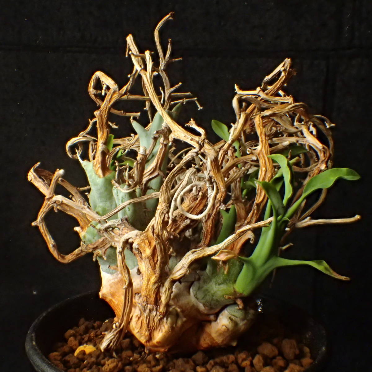 稀少種 山木 南アフリカ産 Euphorbia lignosa/spinea リグノーサ/スピネア 完全活着 ユーホルビア サボテン 多肉植物_2