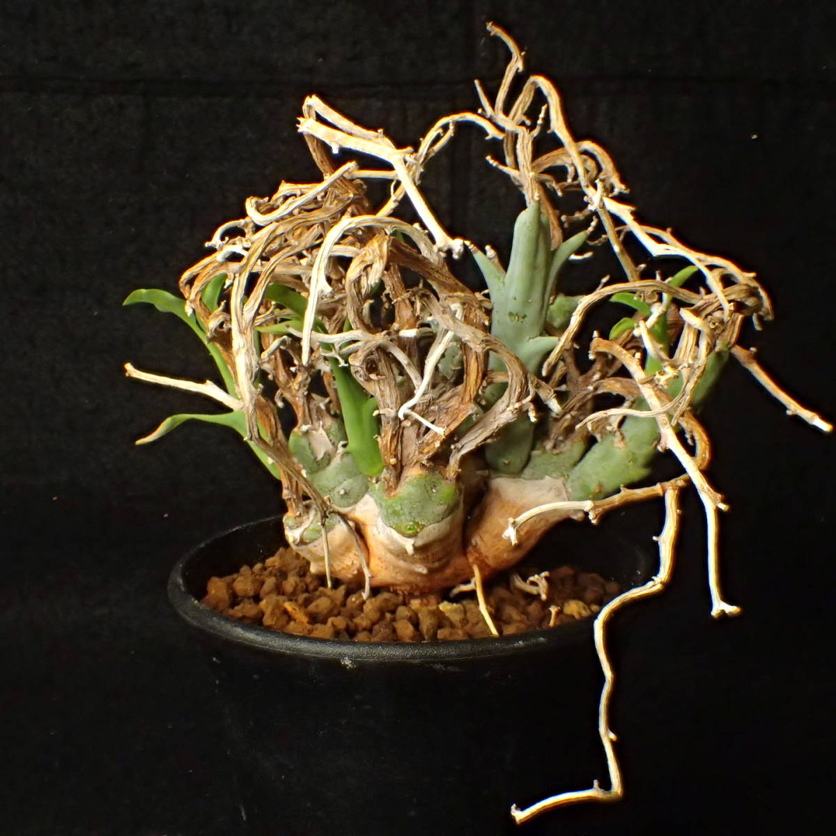 稀少種 山木 南アフリカ産 Euphorbia lignosa/spinea リグノーサ/スピネア 完全活着 ユーホルビア サボテン 多肉植物_3