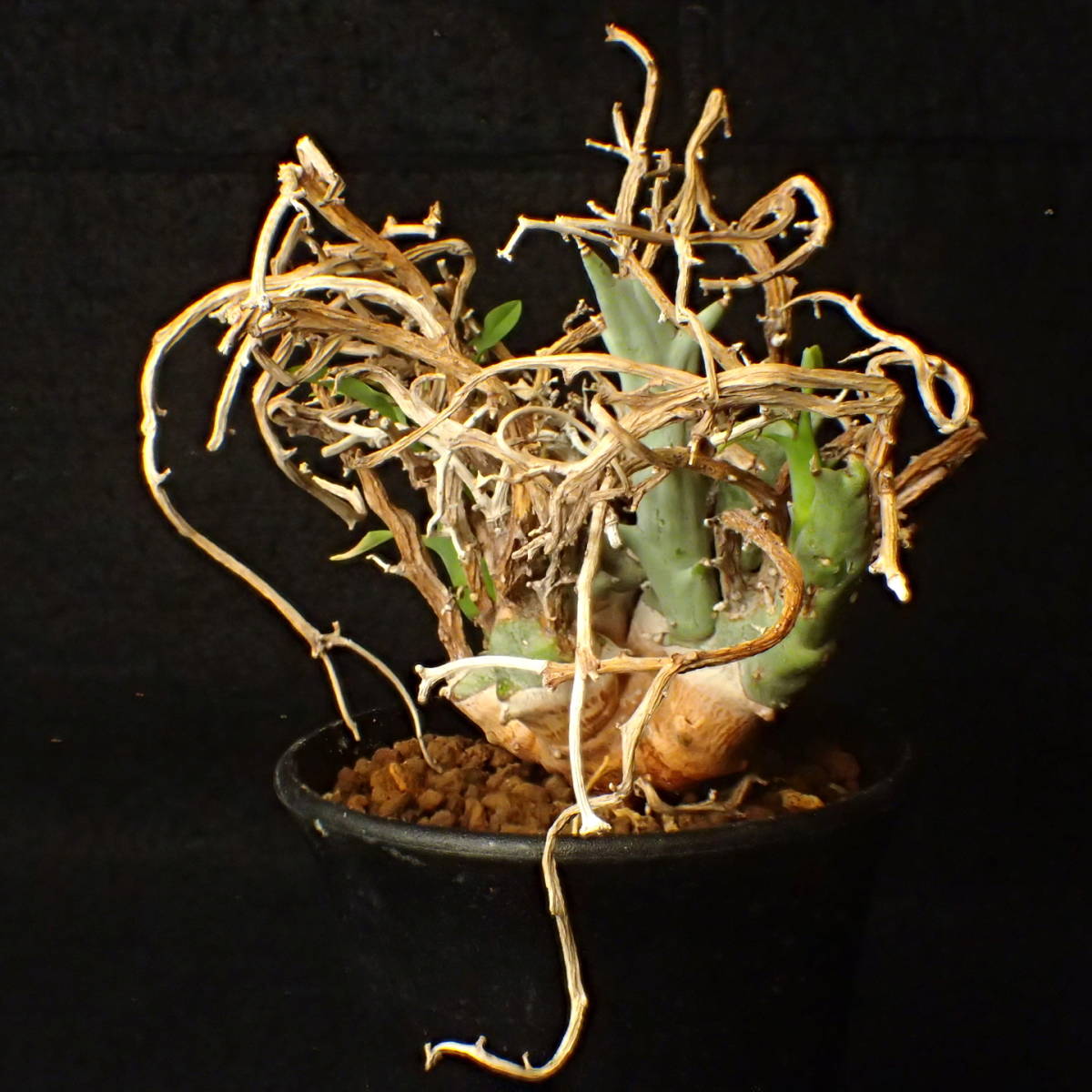 稀少種 山木 南アフリカ産 Euphorbia lignosa/spinea リグノーサ/スピネア 完全活着 ユーホルビア サボテン 多肉植物_4