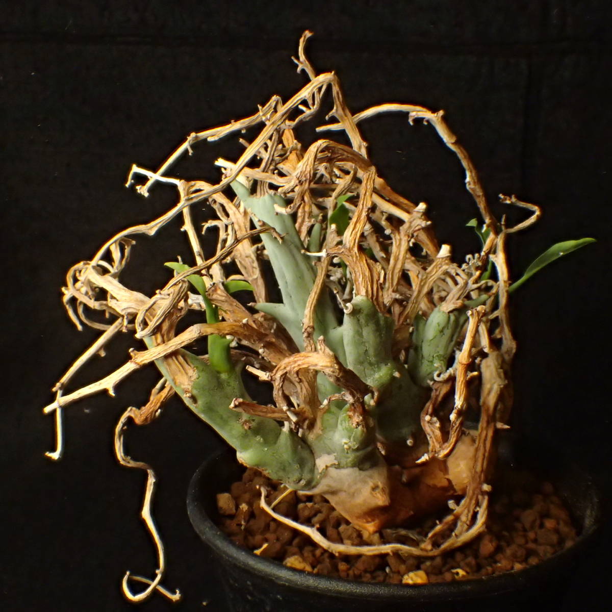 稀少種 山木 南アフリカ産 Euphorbia lignosa/spinea リグノーサ/スピネア 完全活着 ユーホルビア サボテン 多肉植物_5