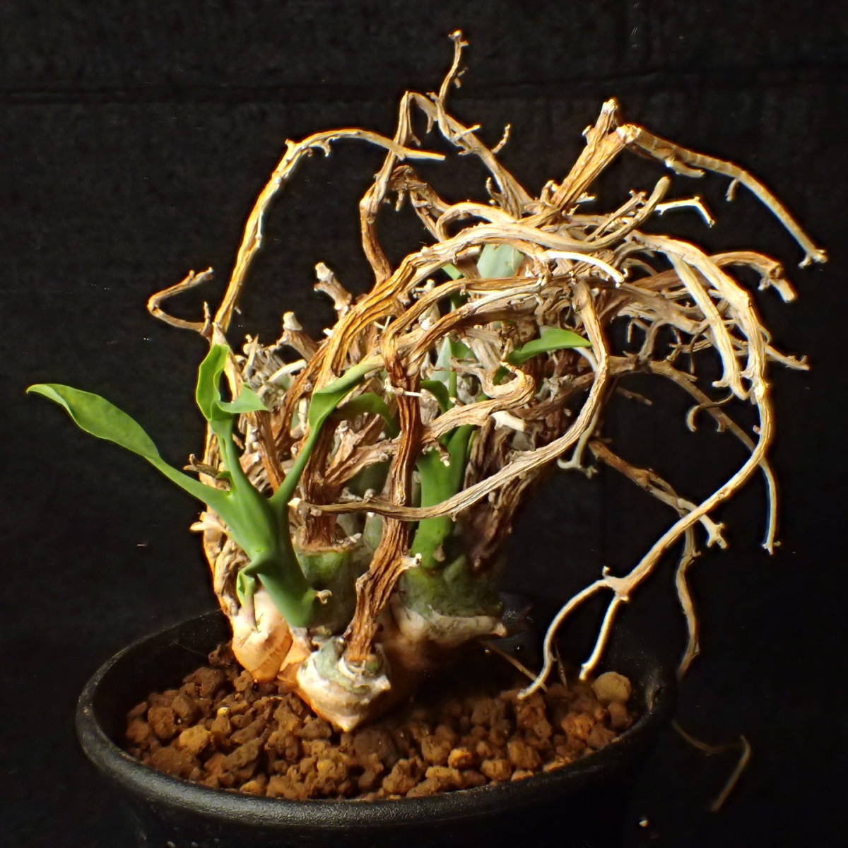 稀少種 山木 南アフリカ産 Euphorbia lignosa/spinea リグノーサ/スピネア 完全活着 ユーホルビア サボテン 多肉植物_6