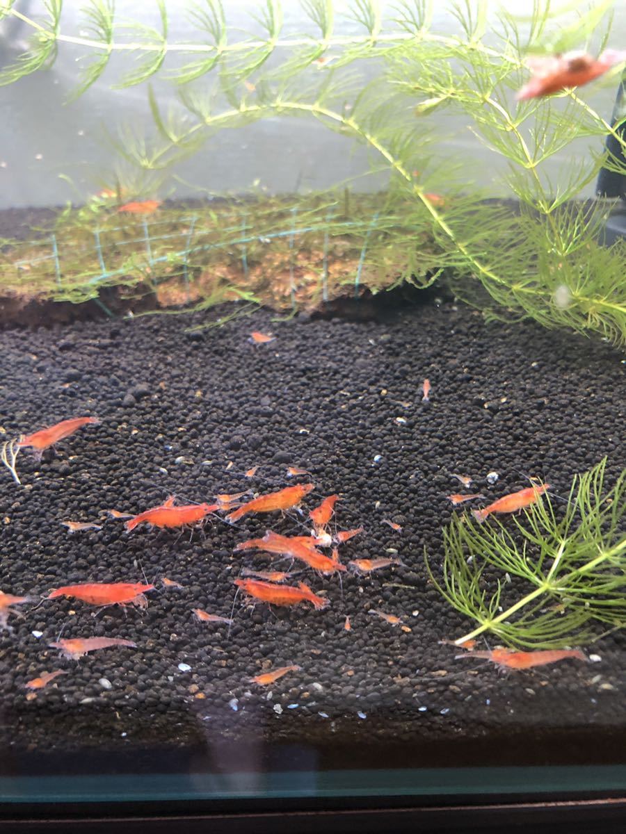 休日限定 赤いミナミヌマエビ 匹 エビ えび シュリンプ 鑑賞 アクアリウム 生体 メダカ めだか インテリア Fkip Upy Ac Id