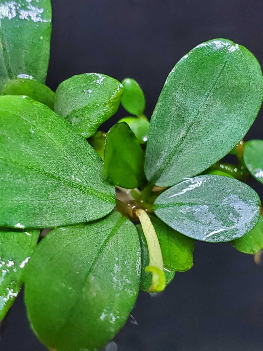 極美 Tb便 ブセファランドラ Sp Kayu Lapis 3 Bucephalandra カユラピス Team Borneo パルダリウム 熱帯植物 アクアリウム 水草 水草 売買されたオークション情報 Yahooの商品情報をアーカイブ公開 オークファン Aucfan Com