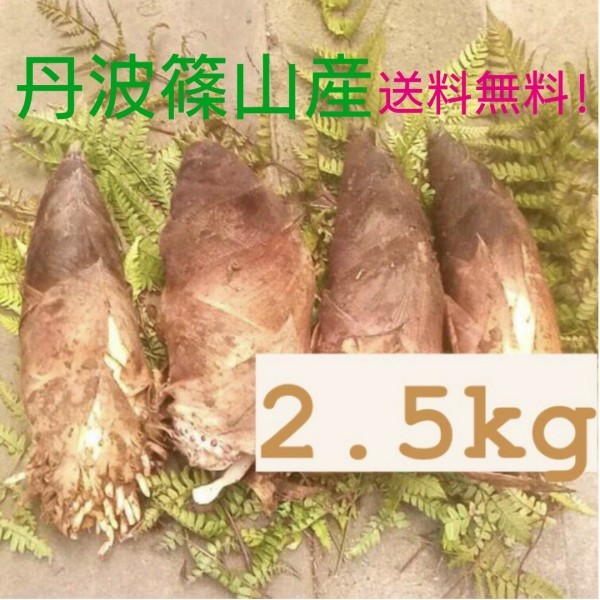 送料無料！朝採れ 丹波篠山産 タケノコ 2.5kg たけのこ 筍 竹の子_1