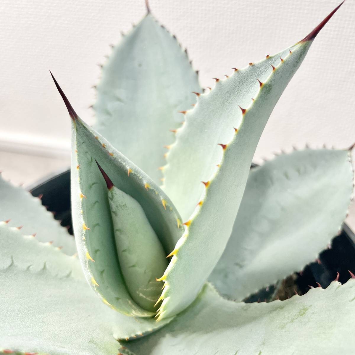 アガベ☆ブルーウェーブ 大株 Agave Blue Wave hybrid アガベ☆ブルー