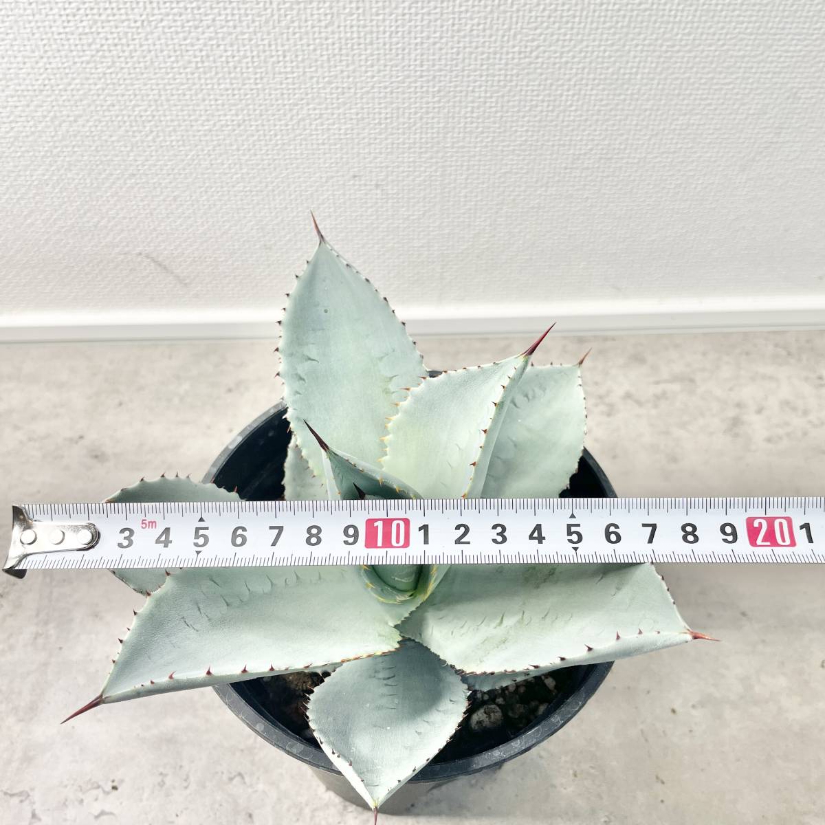 アガベ☆ブルーウェーブ 大株 Agave Blue Wave hybrid