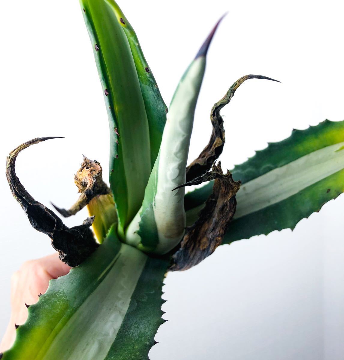 アガベ ☆ 多肉 ☆ アガベ アメリカーナー メディオピクタ 黄中斑