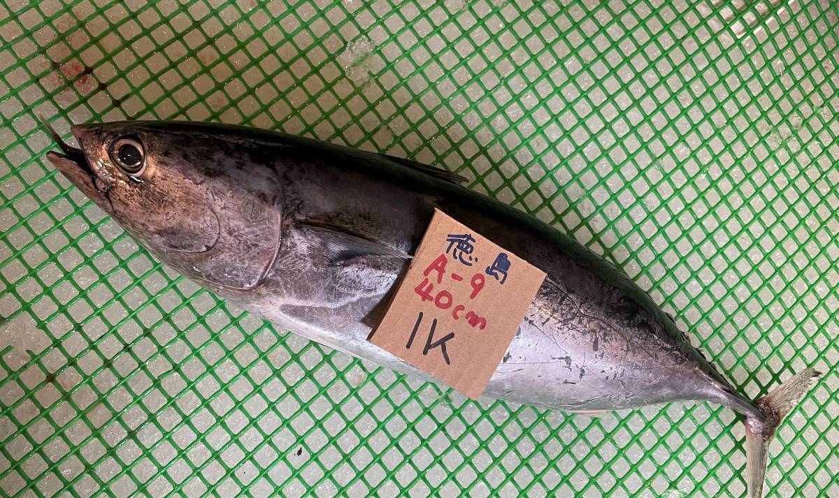 500円スタート 徳島産 ヒラソウダ 1k 刺身用 冷凍 A 9 カツオ 売買されたオークション情報 Yahooの商品情報をアーカイブ公開 オークファン Aucfan Com 500円スタート 徳島産 ヒラソウダ 1k 刺身用 冷凍 A 9 カツオ 売買されたオークション情報 Yahooの商品情報をアーカイブ公開 オークファン Aucfan Com