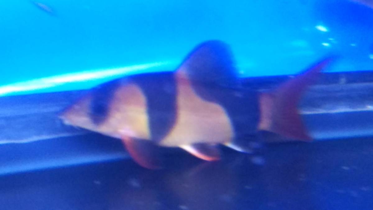 ブラックアロワナとクラウンローチ2匹 計3匹セット売り アロワナ 売買されたオークション情報 Yahooの商品情報をアーカイブ公開 オークファン Aucfan Com