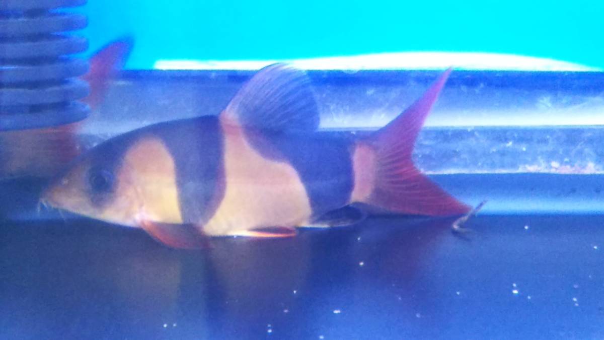 ブラックアロワナとクラウンローチ2匹 計3匹セット売り アロワナ 売買されたオークション情報 Yahooの商品情報をアーカイブ公開 オークファン Aucfan Com