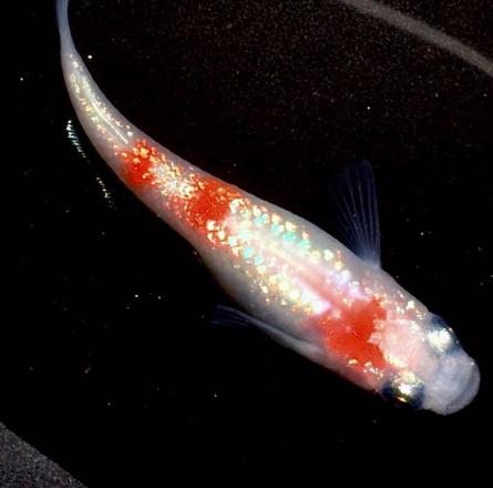 超極上 大 王華 綺麗すぎる紅白に頭ま 伸びるラメ 有精卵10個 赤白ラメめだかメダカサファイアモルフォリアル雲州紅三色 めだか 売買されたオークション情報 Yahooの商品情報をアーカイブ公開 オークファン Aucfan Com