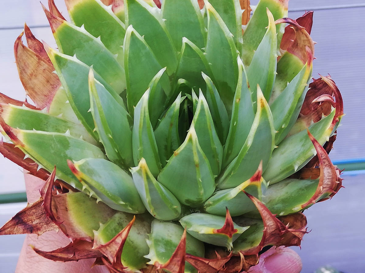 ポリフィラ Aloe polyphylla アロエ 現品お届けアロエ 多肉植物 13株同