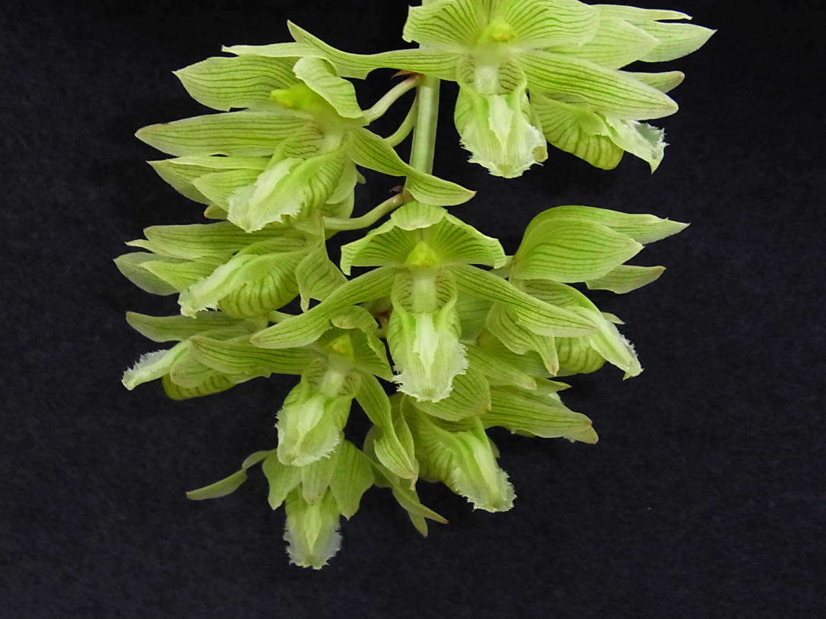 お買い得，限定セール 洋蘭 原種 Clowesia russelliana クロウェシア ルッセリアナ カタセタム系 着生蘭 珍奇植物 香り良いグリーン花(ラン)｜売買されたオークション情報、yahooの商品情報をアーカイブ公開 - オークフ ラン