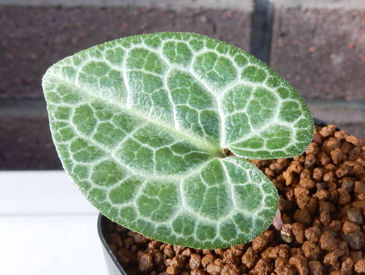 タマノカンアオイ 玉葵 山野草