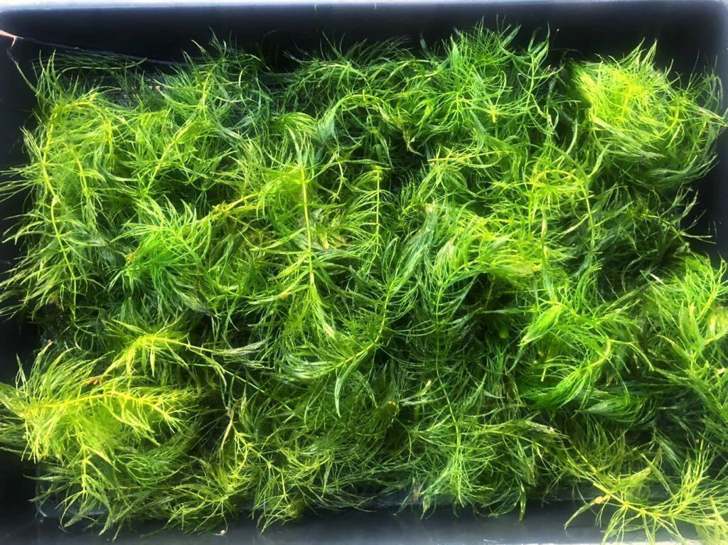 新鮮マツモ 水草 自家繁殖 無農薬 大量 水槽屋外飼育睡蓮鉢に メダカ 金魚 エビ エサ用に 水草 売買されたオークション情報 Yahooの商品情報をアーカイブ公開 オークファン Aucfan Com 新鮮マツモ 水草 自家繁殖 無農薬 大量 水槽屋外飼育睡蓮鉢に メダカ 金魚 エビ エサ用に 水草 売買されたオークション情報 Yahooの商品情報をアーカイブ公開 オークファン Aucfan Com