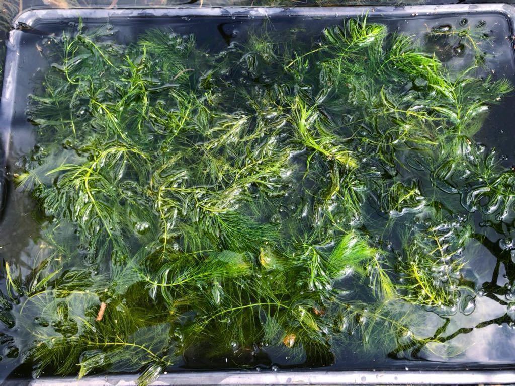 新鮮マツモ 水草 自家繁殖 無農薬 大量 水槽屋外飼育睡蓮鉢に メダカ 金魚 エビ エサ用に 水草 売買されたオークション情報 Yahooの商品情報をアーカイブ公開 オークファン Aucfan Com