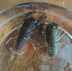 ニホンザリガニの平均価格は31 767円 ヤフオク 等のニホンザリガニのオークション売買情報は92件が掲載されています