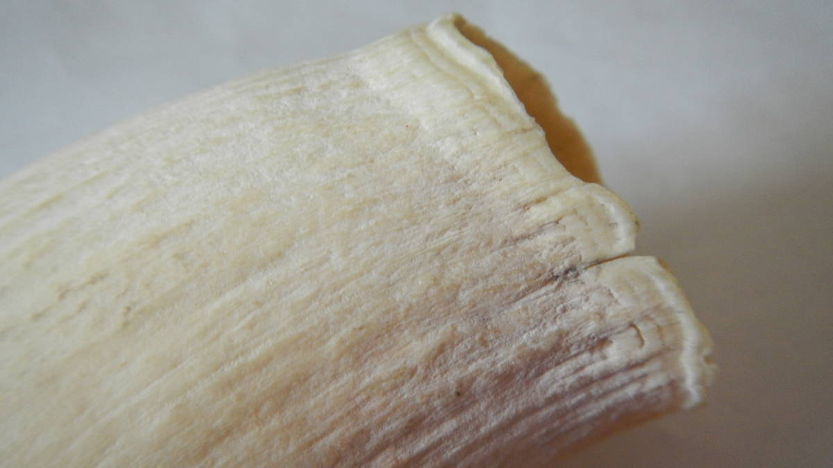 鯨の歯 牙 マッコウクジラ 重量96g レア 希少 抹香鯨 マッコウ鯨 材料