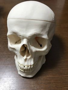 骨 模型のYahoo!オークション(旧ヤフオク!)の相場・価格を見る｜Yahoo 