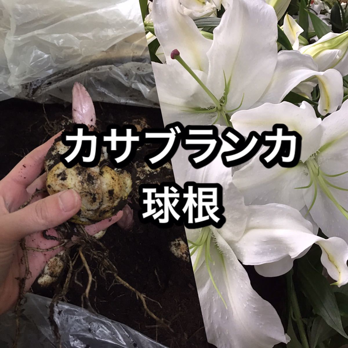 球根 カサブランカ ユリ | カサブランカの球根 オリエンタルリリー 