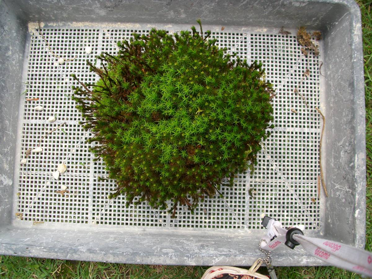 直ぐ苔の付く軽石 軽石着きセッコク 岩松 いわひば しのぶ 杉苔等 ６ 盆栽 売買されたオークション情報 Yahooの商品情報をアーカイブ公開 オークファン Aucfan Com