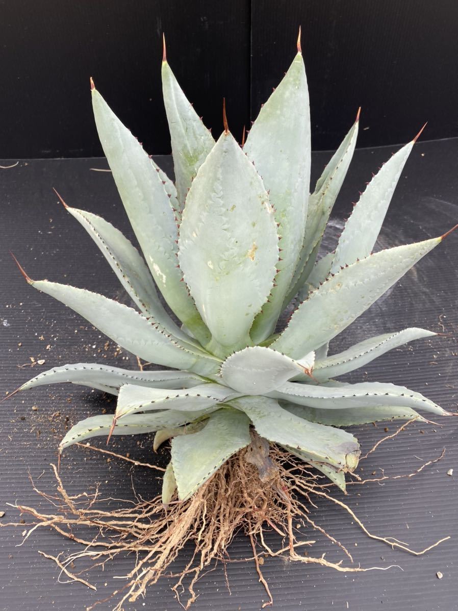 Agave pygmaea Dragontoes ピグマエア ドラゴントゥース 美株 大株