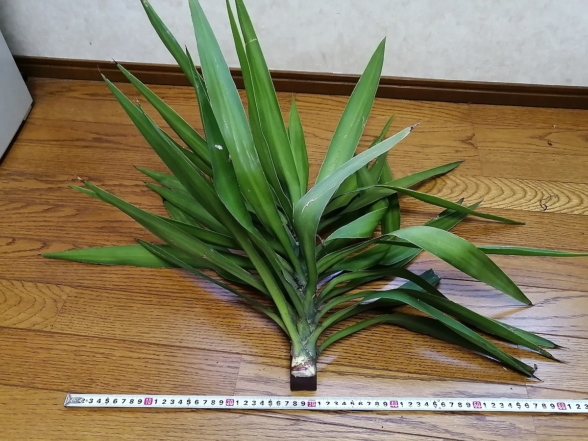 キミガヨラン 親株から切り離した大型の子株c 画像の現物 高さ50cm程度 第四種も可 君が代蘭 ユッカ 良好品質 ユッカ 売買されたオークション情報 Yahooの商品情報をアーカイブ公開 オークファン Aucfan Com