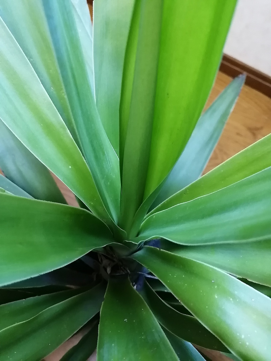 キミガヨラン 親株から切り離した大型の子株c 画像の現物 高さ50cm程度 第四種も可 君が代蘭 ユッカ 良好品質 ユッカ 売買されたオークション情報 Yahooの商品情報をアーカイブ公開 オークファン Aucfan Com