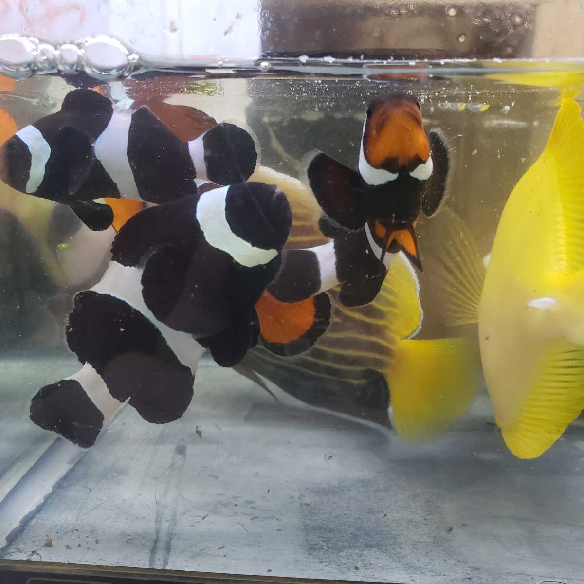 海水魚 ブラックオセラリス 3匹 クマノミ1匹オマケ 計4匹 餌食い良好 海水魚 売買されたオークション情報 Yahooの商品情報をアーカイブ公開 オークファン Aucfan Com